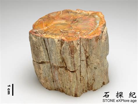 木化石功效|永不幻滅的長壽之石─木化石 Petrified Wood